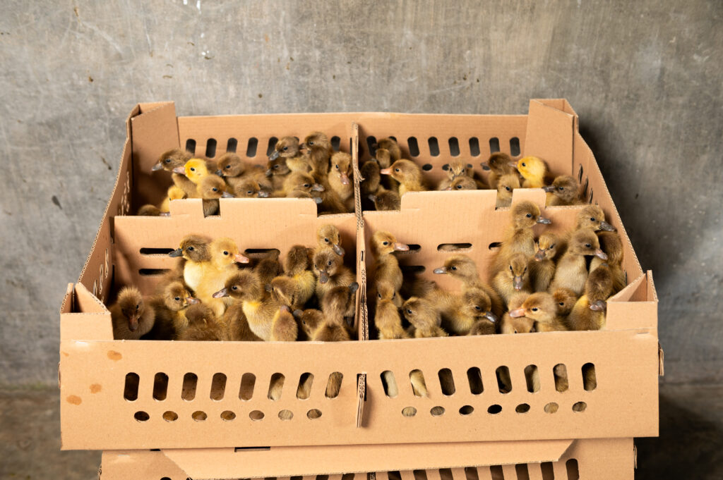 A box of ducklings