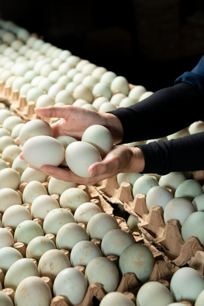 Woman's hand holding poultry eggs