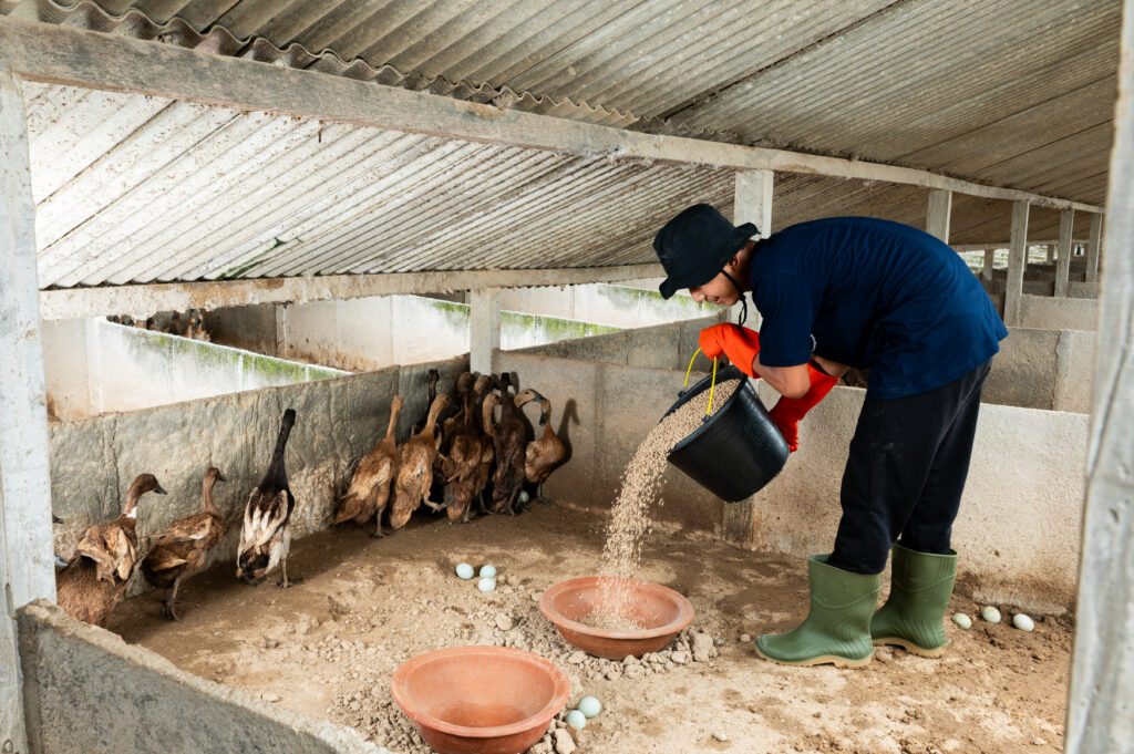 Person feeding a bucket of poultry feed to ducks