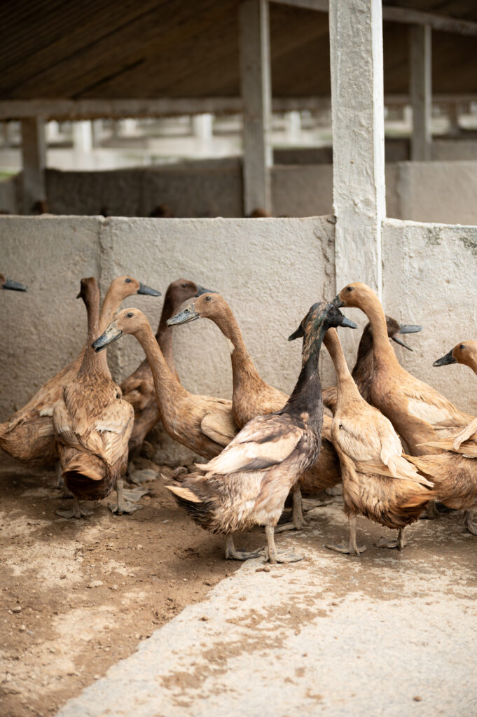 A flock of ducks inside a farm