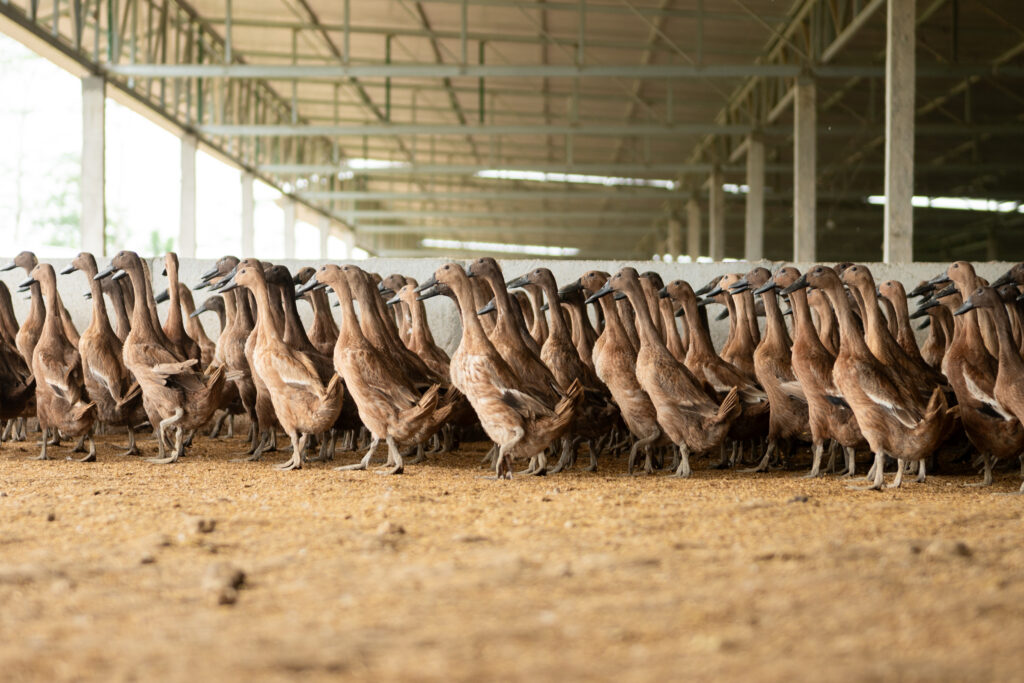A flock of ducks inside a farm